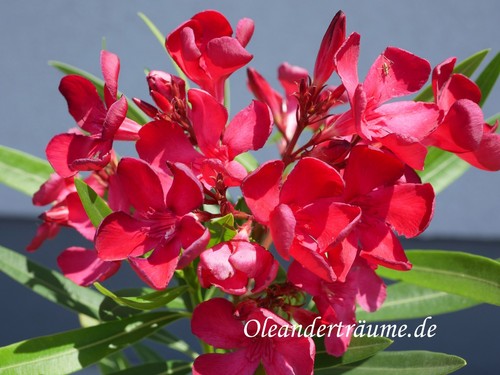 Nerium oleandro vuelta - vuelta, /